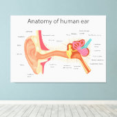 Anatomie van het menselijk oor canvas afdruk (Insitu (Houten vloer))