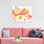 Anatomie van het menselijk oor canvas afdruk (Insitu (Woonkamer))