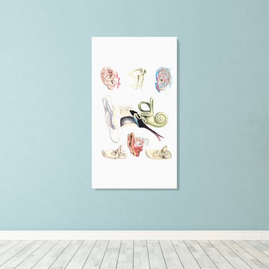  anatomie van het menselijk oor canvas afdruk (Insitu (Houten vloer))