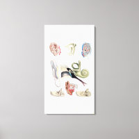 anatomie van het menselijk oor