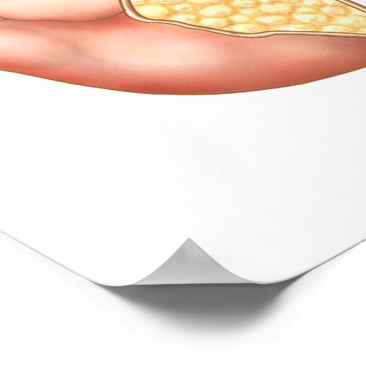 Anatomie van het menselijk oor poster (Hoek)