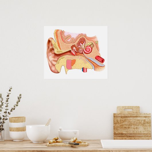 Anatomie van het menselijk oor poster (Keuken)