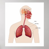 Anatomie van het menselijk oor poster (Voorkant)