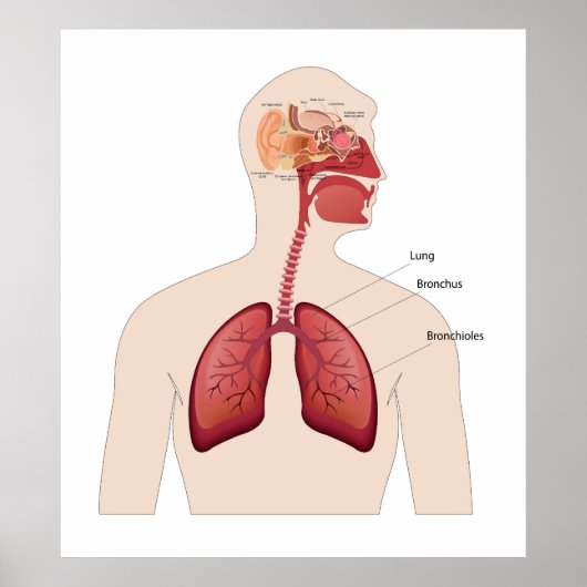 Anatomie van het menselijk oor poster (Voorkant)