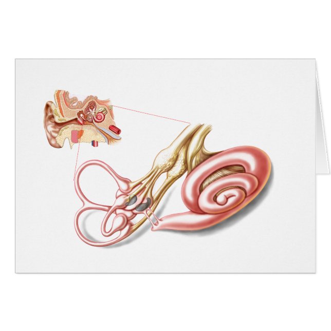 Anatomie van het menselijk oor, slijmvlieslabyrint (Voorkant Horizontaal)