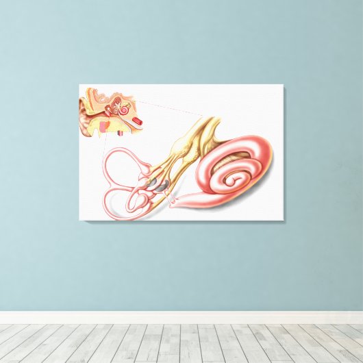 Anatomie van het menselijk oor, slijmvlieslabyrint canvas afdruk (Insitu (Houten vloer))