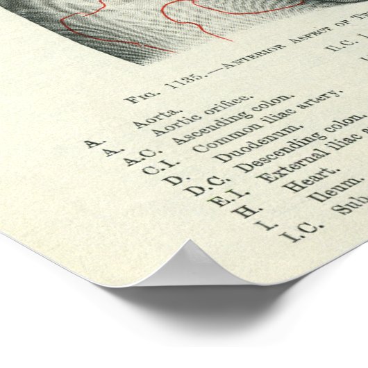 Anatomie van het menselijk oppervlak Verband met o Poster (Hoek)