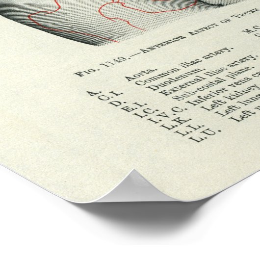 Anatomie van het menselijk oppervlak Verband met o Poster (Hoek)