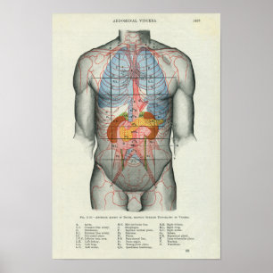 Anatomie van het menselijk oppervlak Verband met o Poster