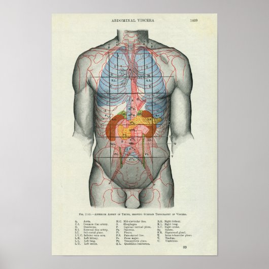 Anatomie van het menselijk oppervlak Verband met o Poster (Voorkant)