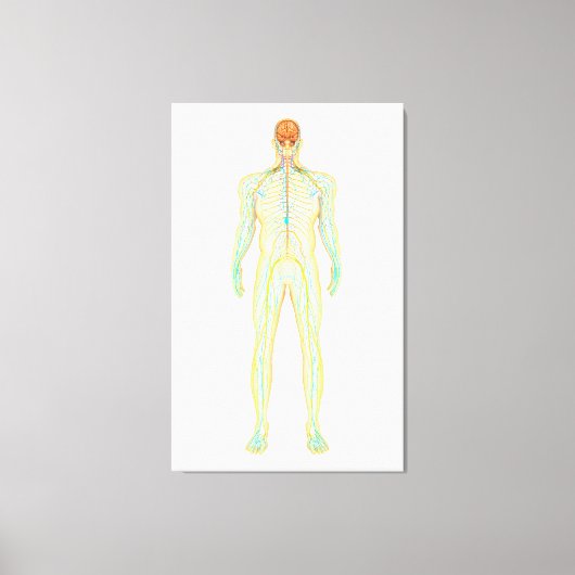 Anatomie van het menselijk zenuwstelsel en het lym canvas afdruk (Voorkant)