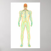 Anatomie van het menselijk zenuwstelsel en het lym poster (Voorkant)