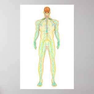 Anatomie van het menselijk zenuwstelsel en het lym poster