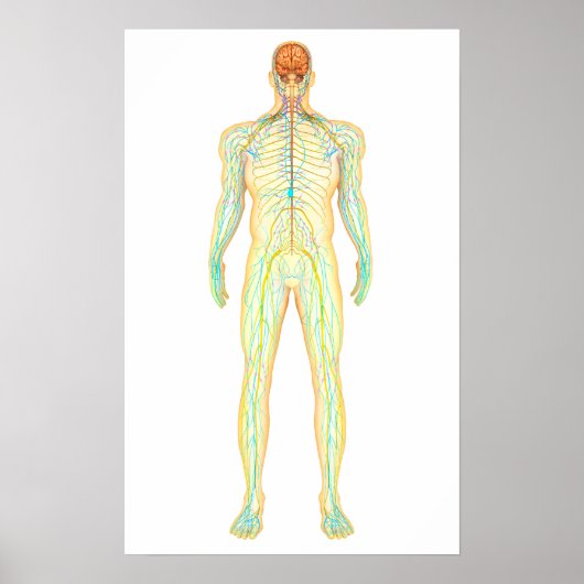 Anatomie van het menselijk zenuwstelsel en het lym poster (Voorkant)