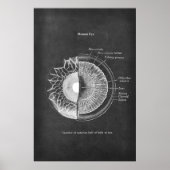 Anatomie van het menselijke oog optometrist decor poster (Voorkant)