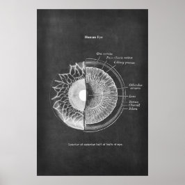 Anatomie van het menselijke oog optometrist decor poster