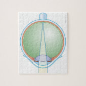 Anatomie van het oog legpuzzel (Verticaal)