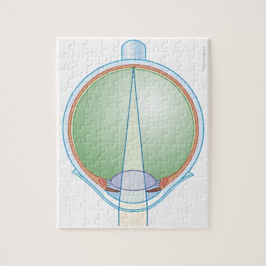 Anatomie van het oog legpuzzel (Verticaal)