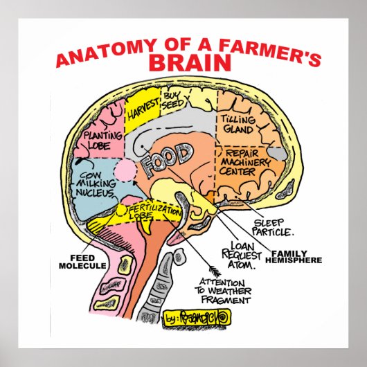 ANATOMIE VAN HET POSTER VAN DE BRAINS VAN EEN LAND (Voorkant)