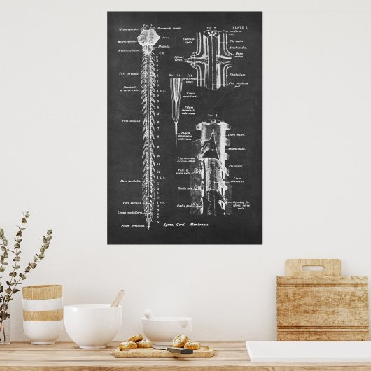 Anatomie van het ruggenmerg Kunstdruk nr.1 Poster (Keuken)