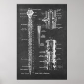 Anatomie van het ruggenmerg Kunstdruk nr.1 Poster (Voorkant)