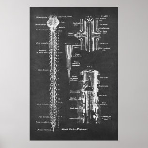 Anatomie van het ruggenmerg Kunstdruk nr.1 Poster