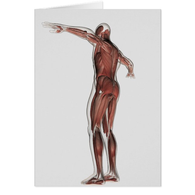 Anatomie van het spierstelsel van mannen, posterio (Voorkant)