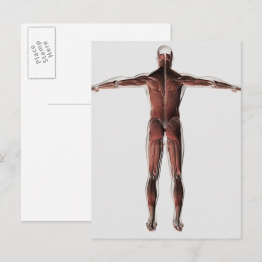 Anatomie van het spierstelsel van mannen, posterio briefkaart (Voorkant / Achterkant)