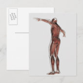 Anatomie van het spierstelsel van mannen, posterio briefkaart (Voorkant / Achterkant)