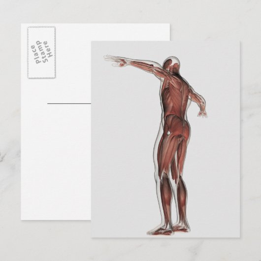 Anatomie van het spierstelsel van mannen, posterio briefkaart (Voorkant / Achterkant)