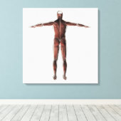 Anatomie van het spierstelsel van mannen, posterio canvas afdruk (Insitu (Houten vloer))