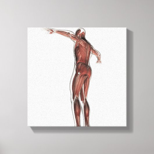 Anatomie van het spierstelsel van mannen, posterio canvas afdruk (Voorkant)