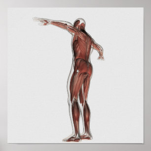 Anatomie van het spierstelsel van mannen, posterio poster