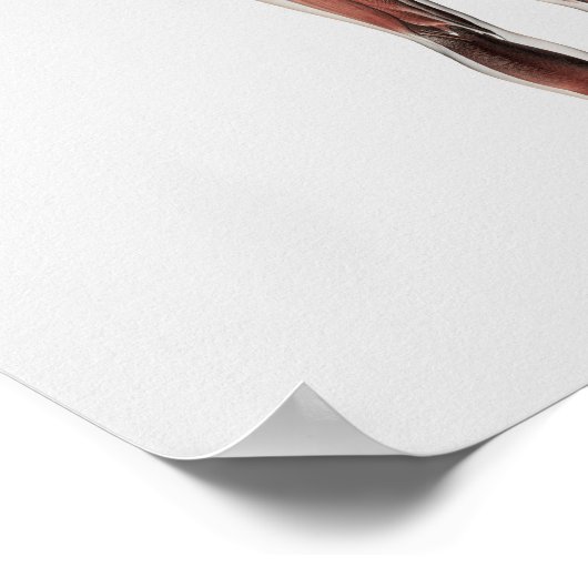 Anatomie van het spierstelsel van mannen, posterio poster (Hoek)