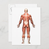 Anatomie van het spierstelsel van mannen, rugpijn  briefkaart (Voorkant / Achterkant)