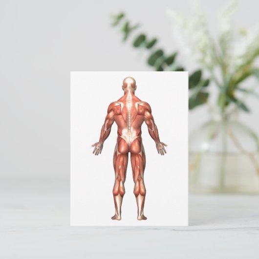 Anatomie van het spierstelsel van mannen, rugpijn briefkaart (Staand voorkant)