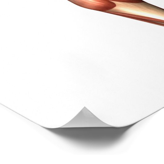 Anatomie van het spierstelsel van mannen, rugpijn  poster (Hoek)