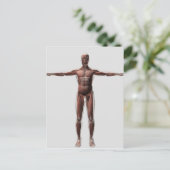 Anatomie van het spierstelsel van mannen, voorzijd briefkaart (Staand voorkant)