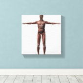 Anatomie van het spierstelsel van mannen, voorzijd canvas afdruk (Insitu (Houten vloer))