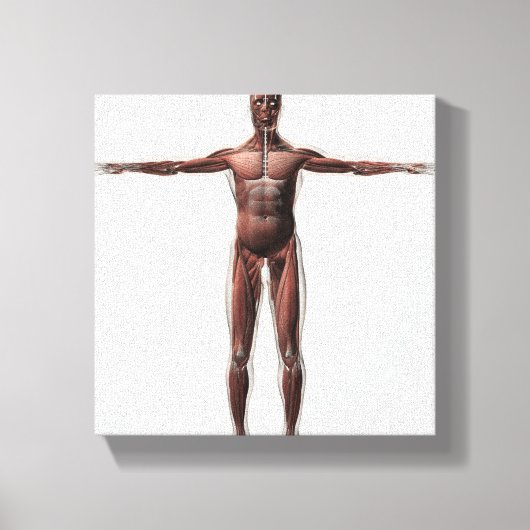 Anatomie van het spierstelsel van mannen, voorzijd canvas afdruk (Voorkant)