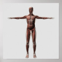 Anatomie van het spierstelsel van mannen, voorzijd