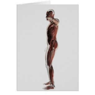 Anatomie van het spierstelsel van mannen, zij Uitz