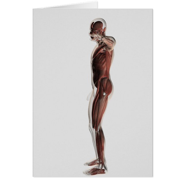 Anatomie van het spierstelsel van mannen, zij Uitz (Voorkant)