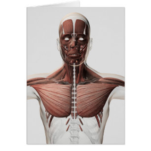 Anatomie van het spierstelsel van mannen, zij Uitz