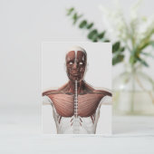 Anatomie van het spierstelsel van mannen, zij Uitz Briefkaart (Staand voorkant)