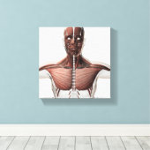 Anatomie van het spierstelsel van mannen, zij Uitz Canvas Afdruk (Insitu (Houten vloer))