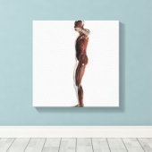 Anatomie van het spierstelsel van mannen, zij Uitz Canvas Afdruk (Insitu (Houten vloer))