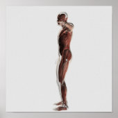 Anatomie van het spierstelsel van mannen, zij Uitz Poster (Voorkant)
