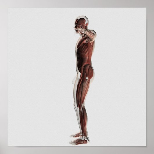 Anatomie van het spierstelsel van mannen, zij Uitz Poster (Voorkant)