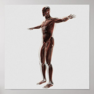 Anatomie van het spierstelsel van mannen, zij Uitz Poster